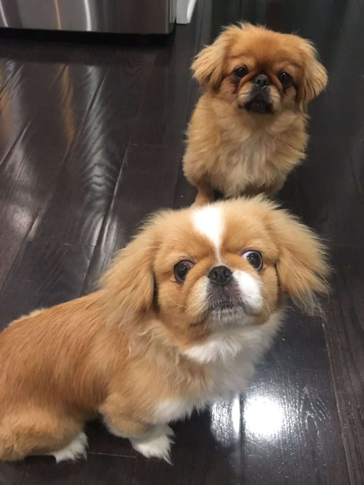 Самые милые пекинесы