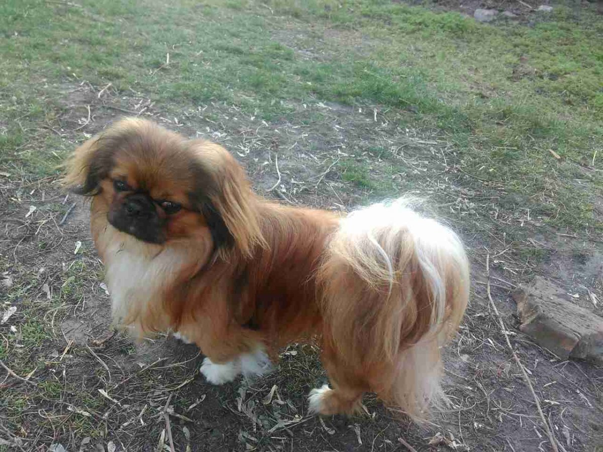 Пекинес черный гладкошерстный