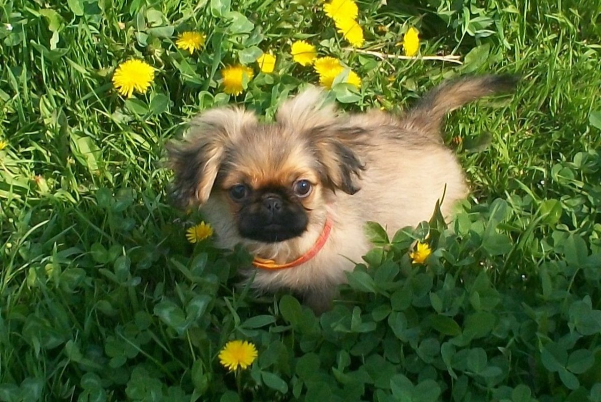 Львиный Пекинес