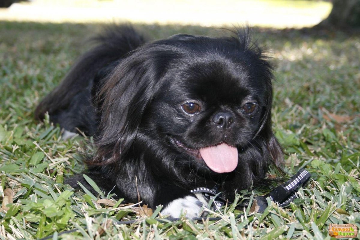 Пекинес на траве