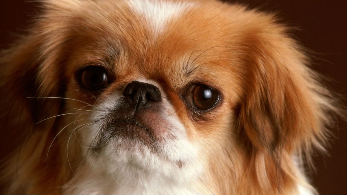 Карликовый Пекинес