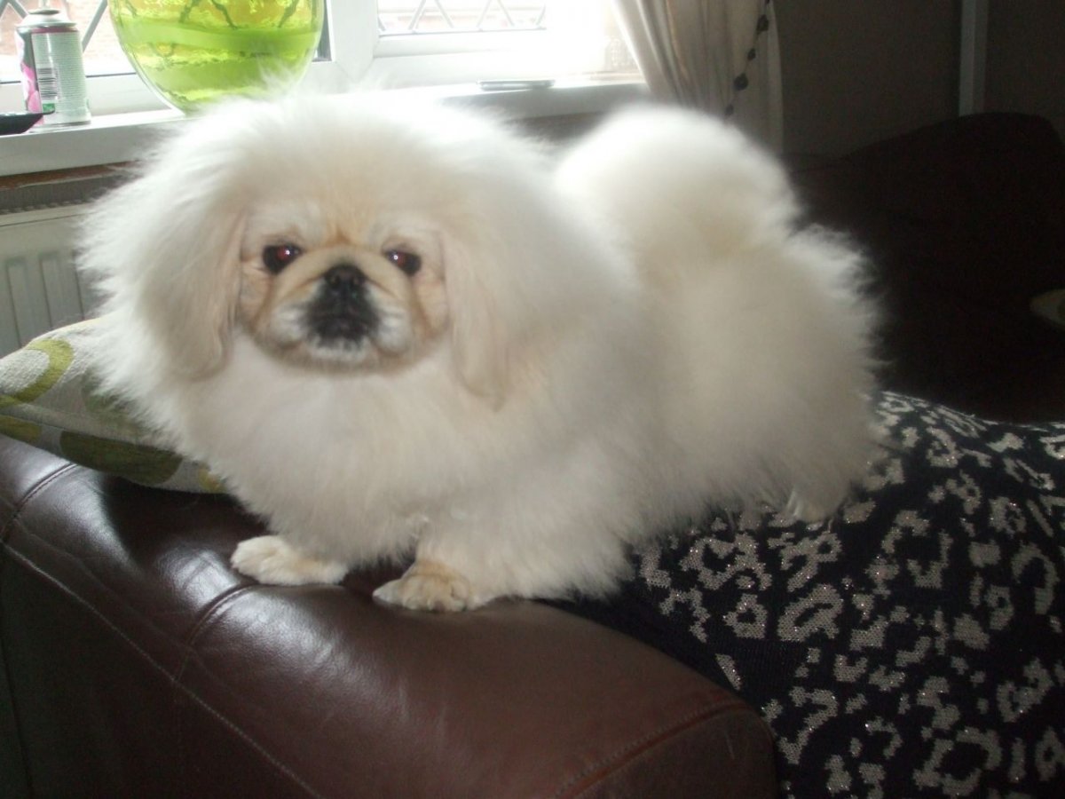 Пекинес гладкошерстный