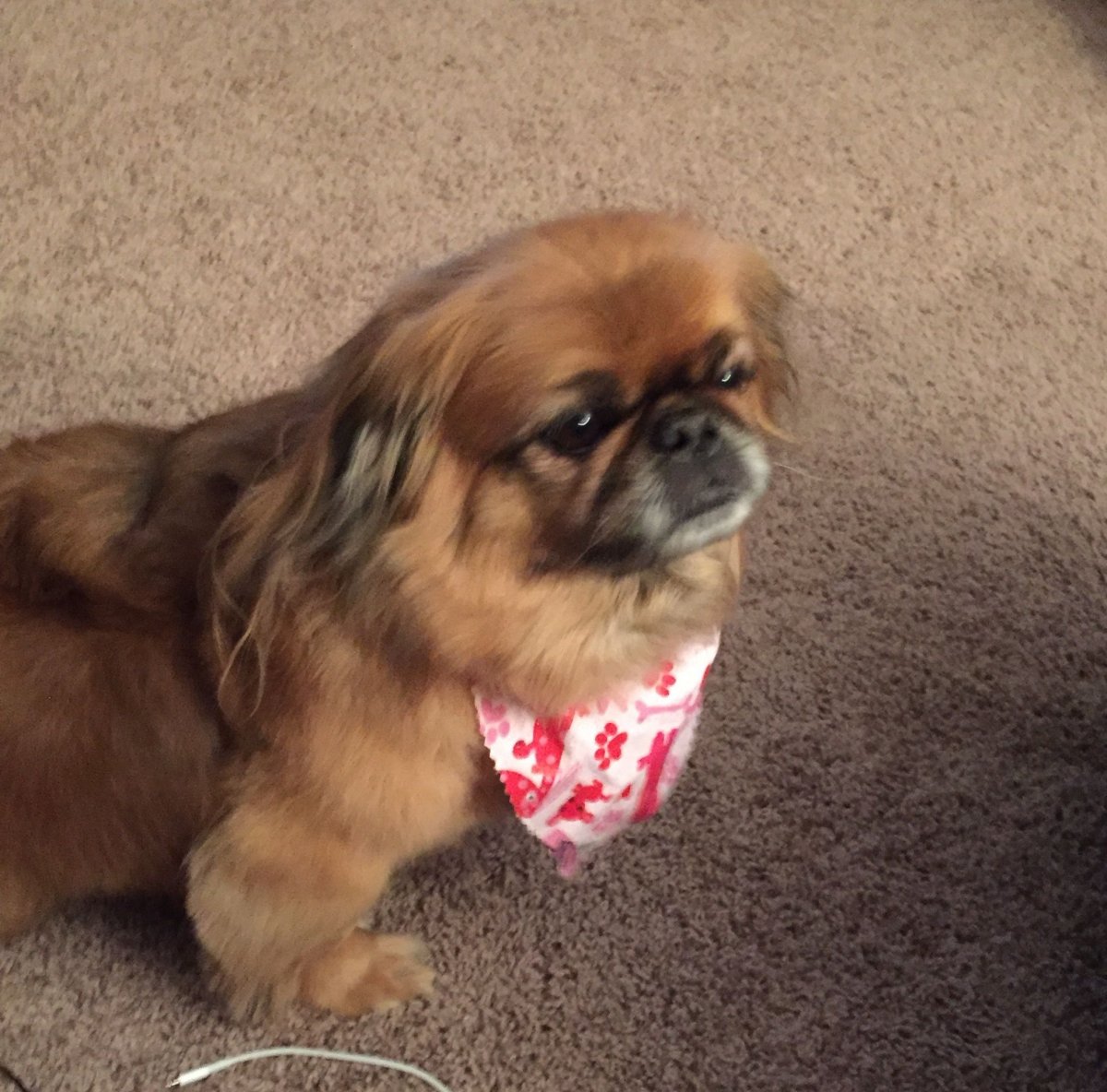 Мопс гриффон