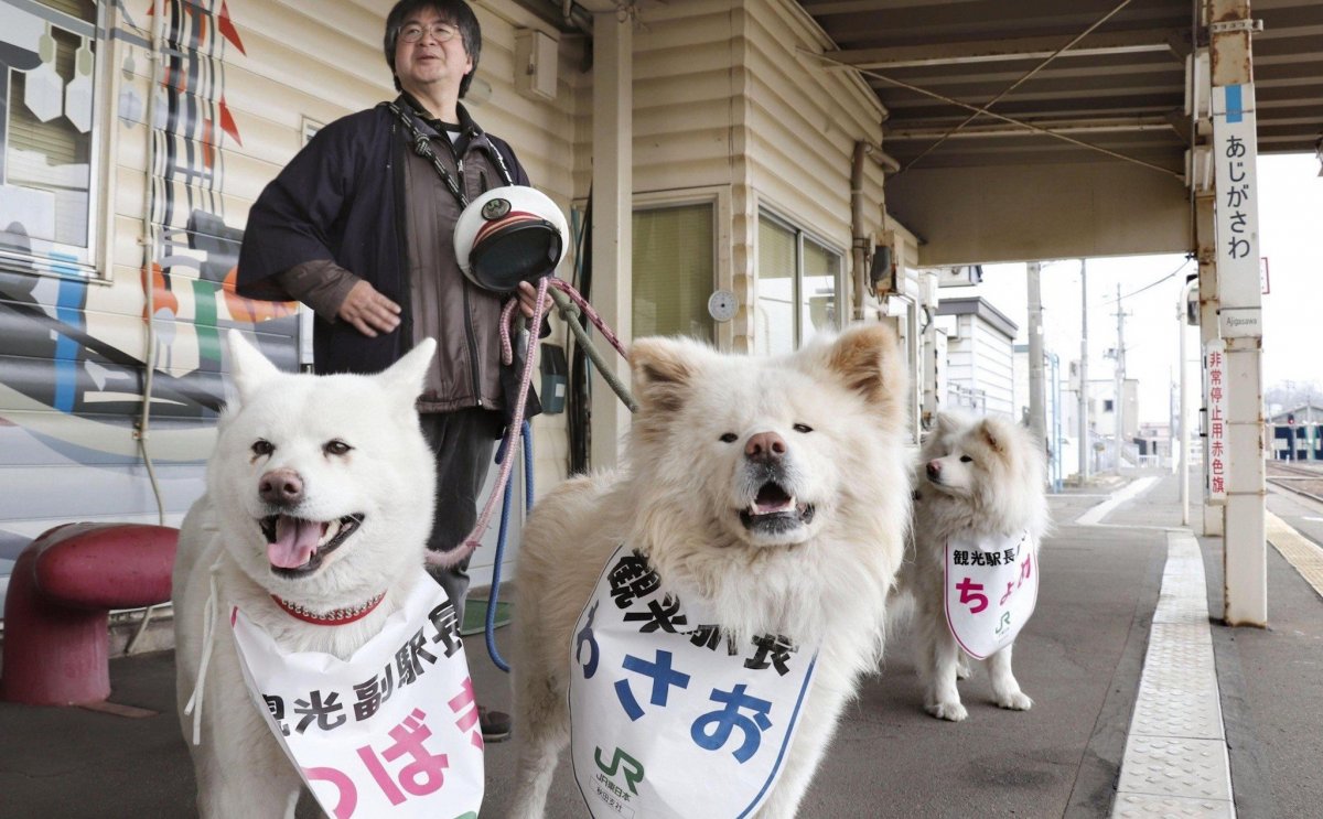 Сиба ину Самурай