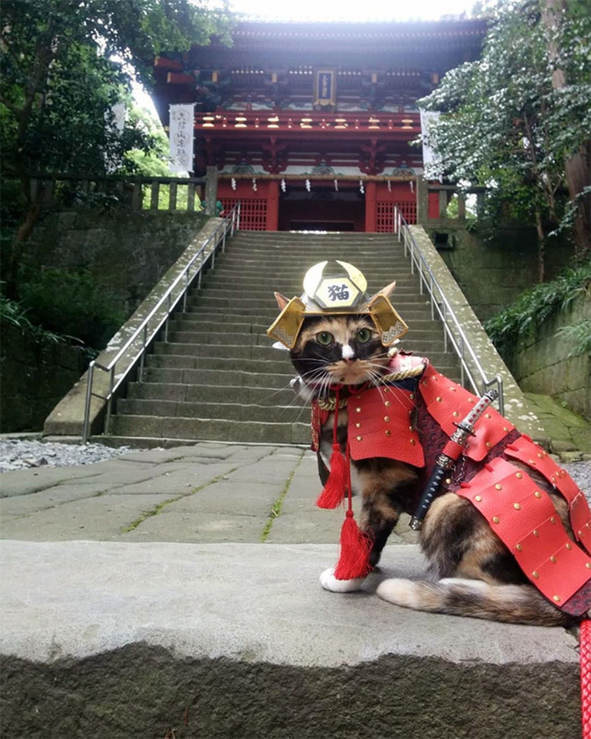 Мопс Самурай