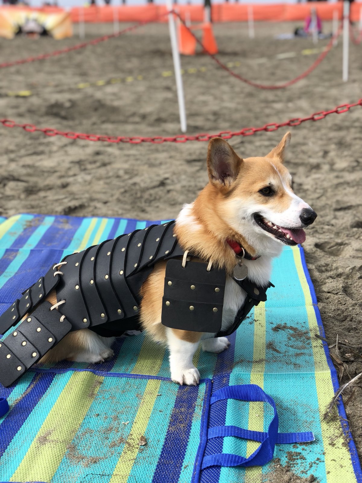 Собака воин