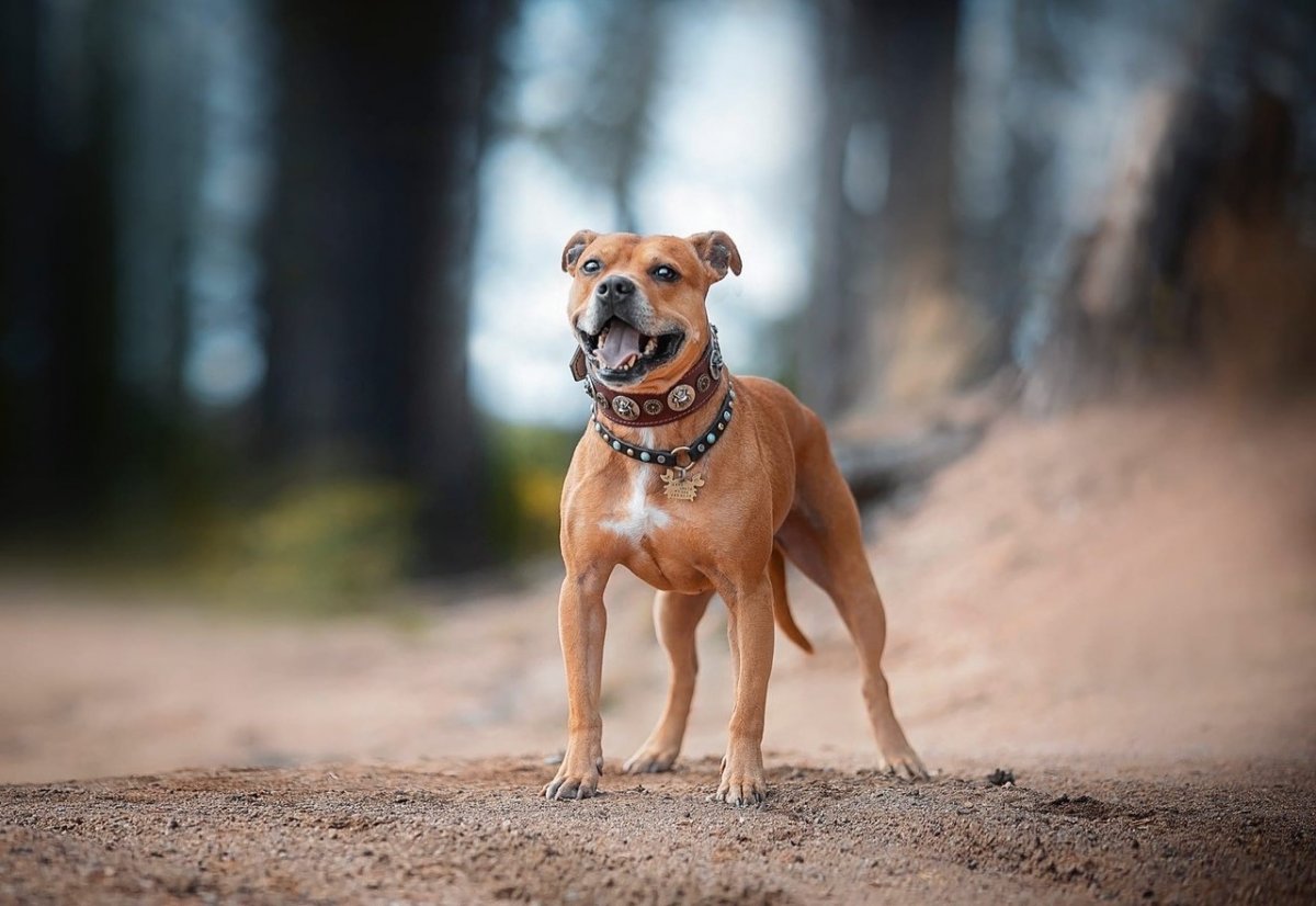 Самурай и кошка фильм 2014