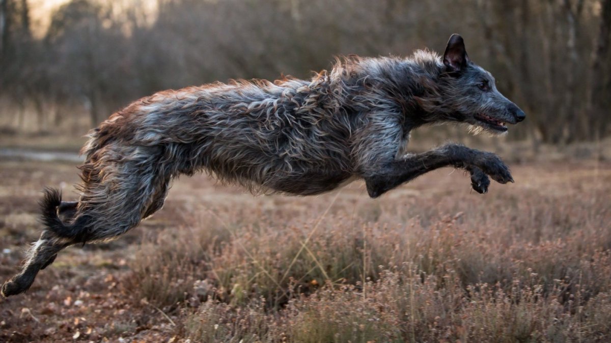 Шведский лаппхунд уши