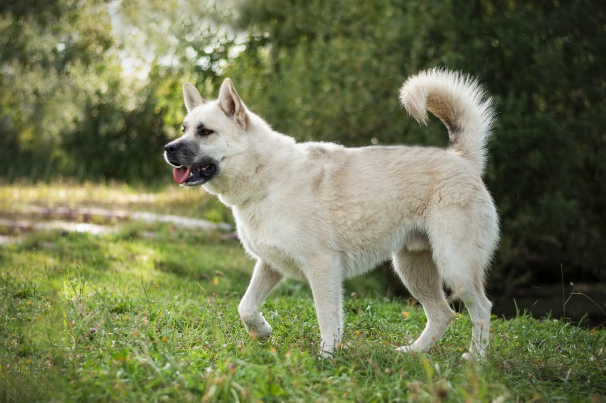 Японский кот в кимоно