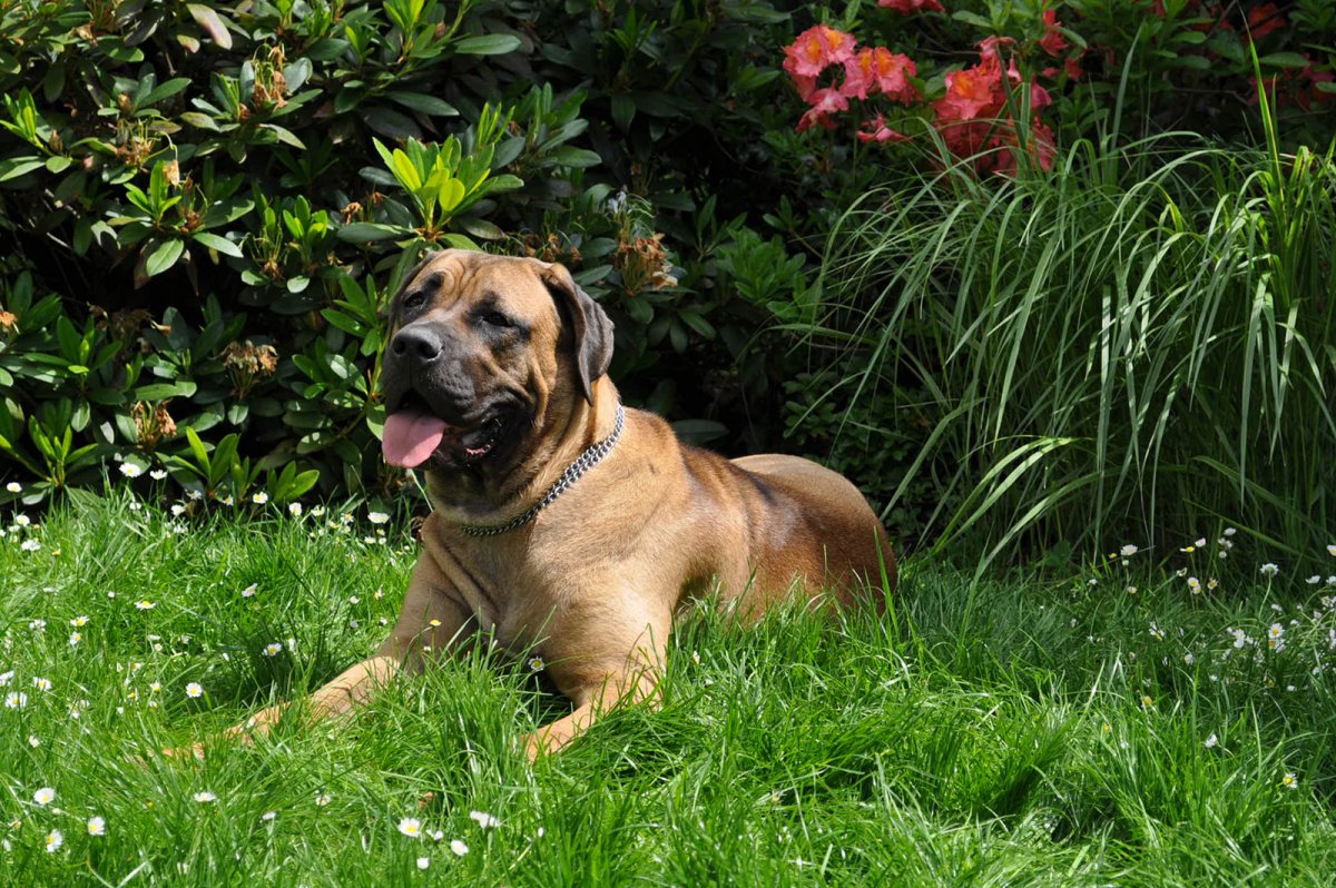 Акита ину Самурай