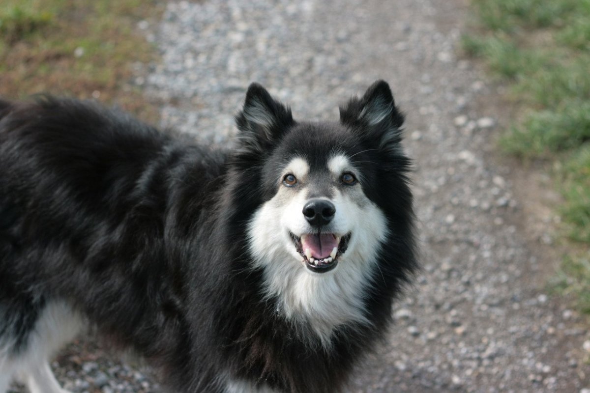 Карликовая Акита