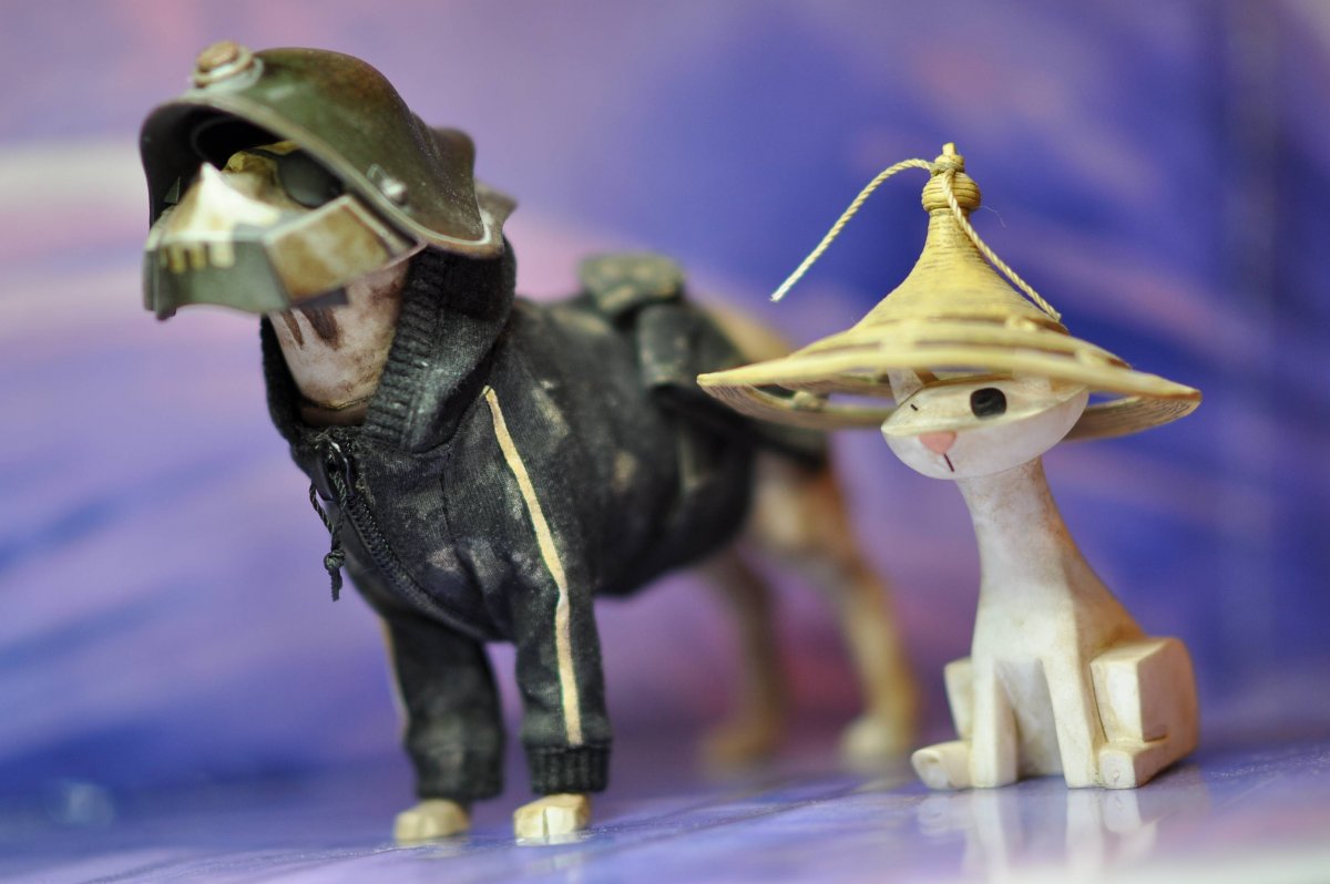 Акита ину Самурай