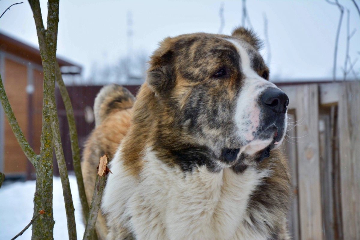 Тигровый алабай