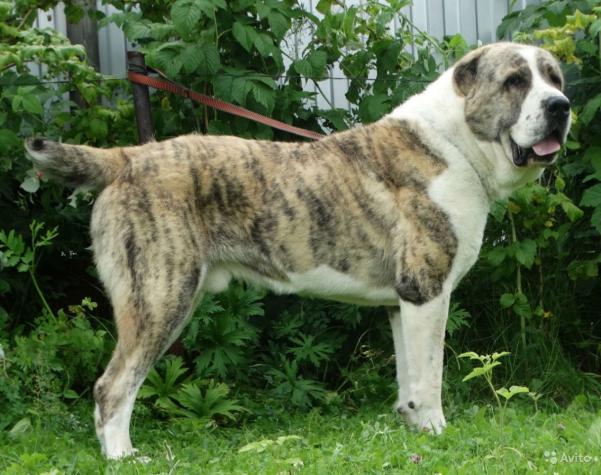 Тигровый алабай