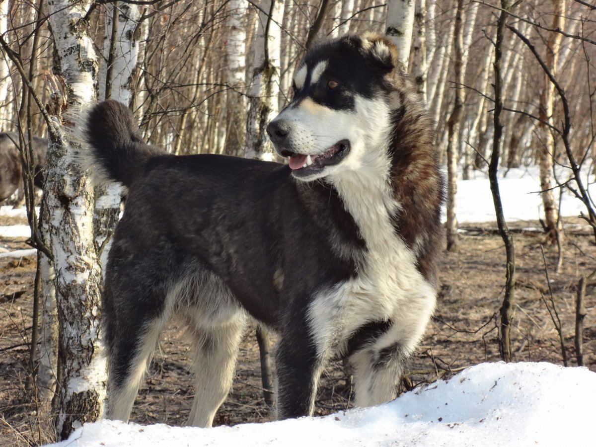 Киргизский алабай