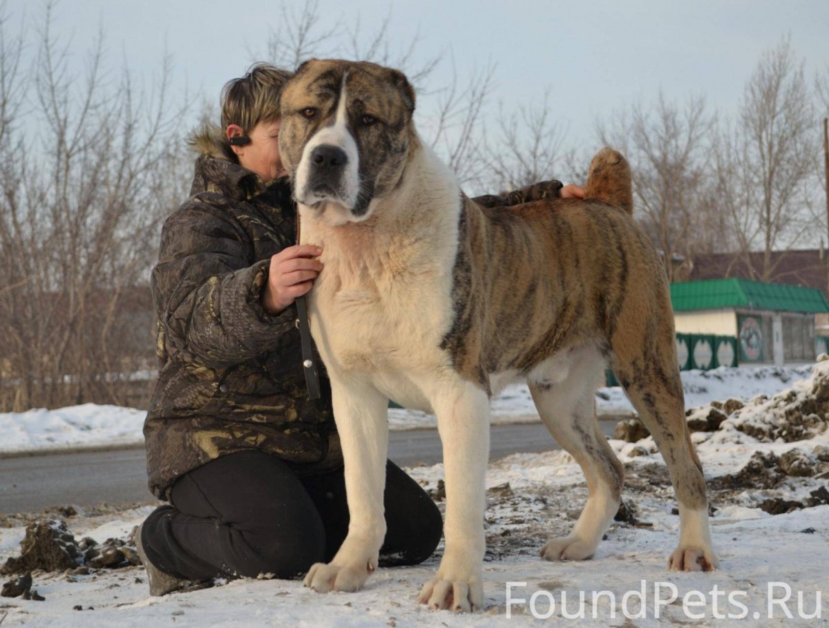 Монгольский алабай