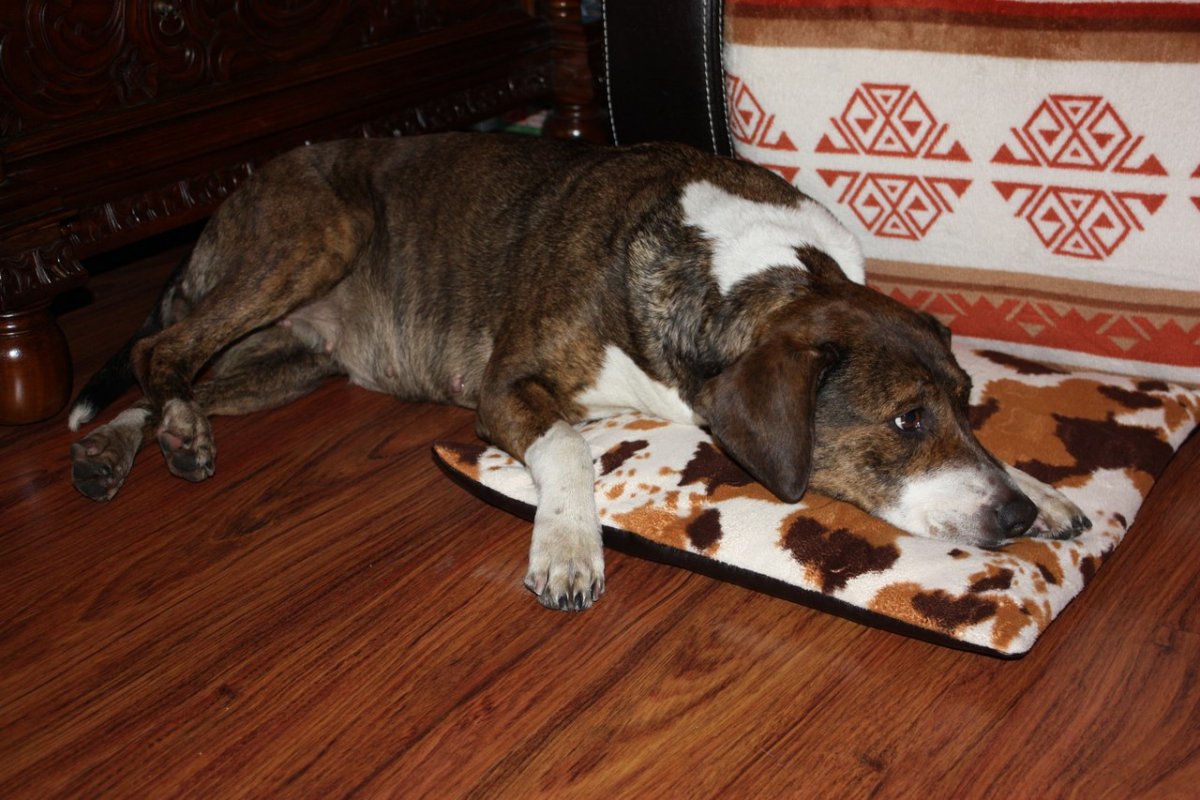 Алабай с рыжими пятнами