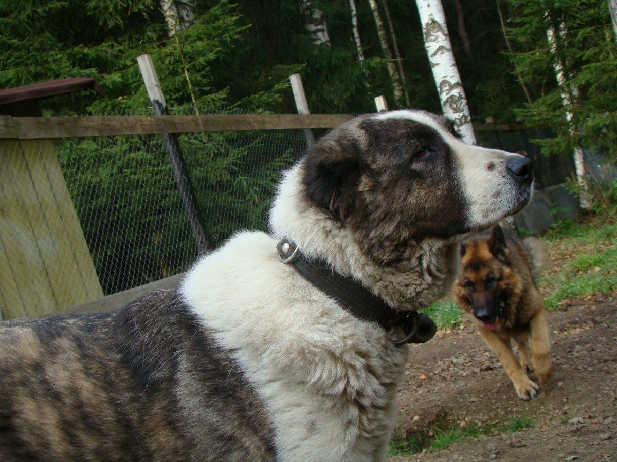 Щенок алабай золотистый