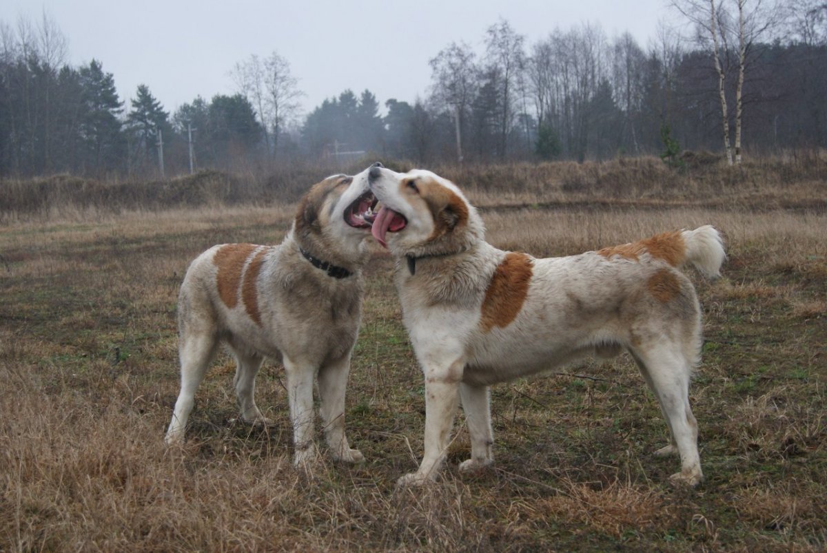 Овчарки тигровым цветом
