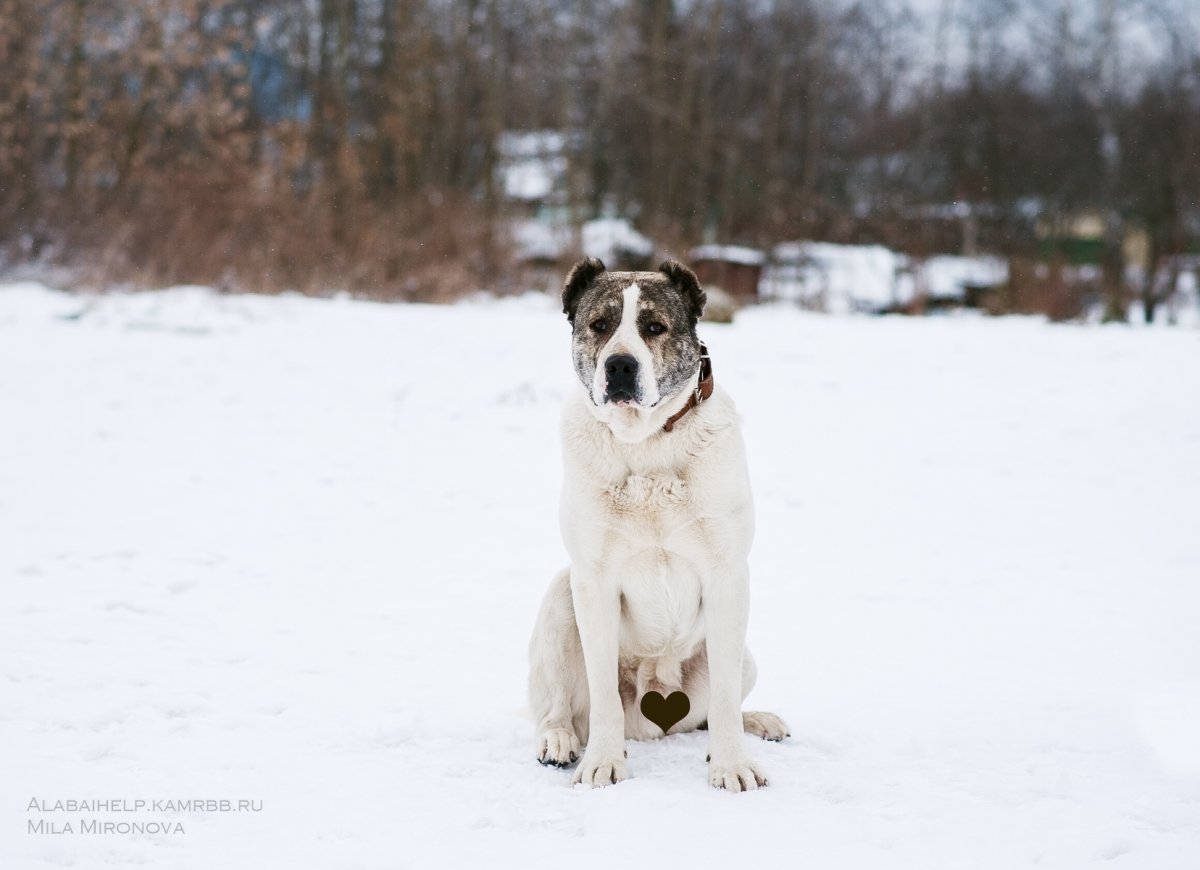 САО овчарка алабай
