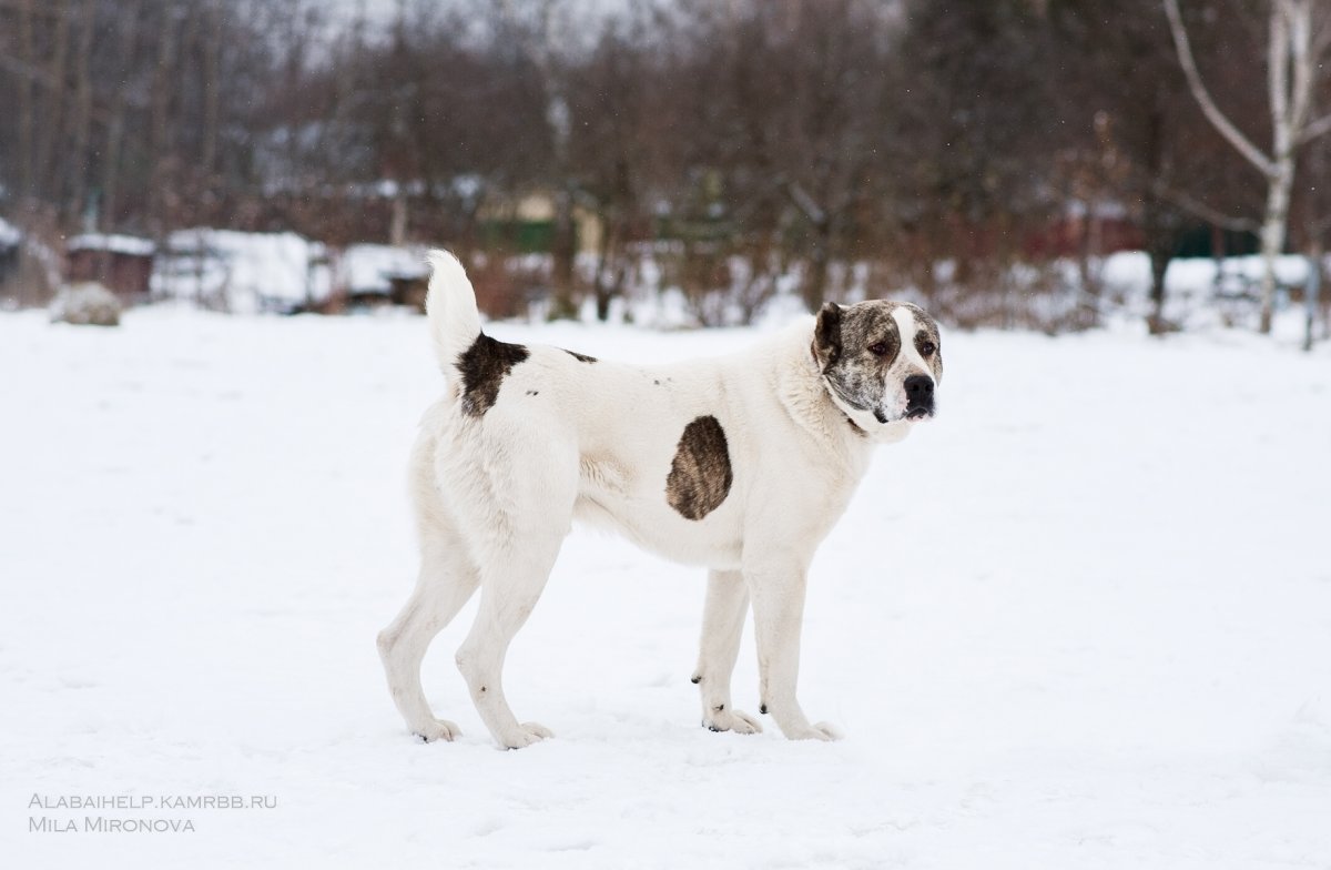 Алабай Пегий