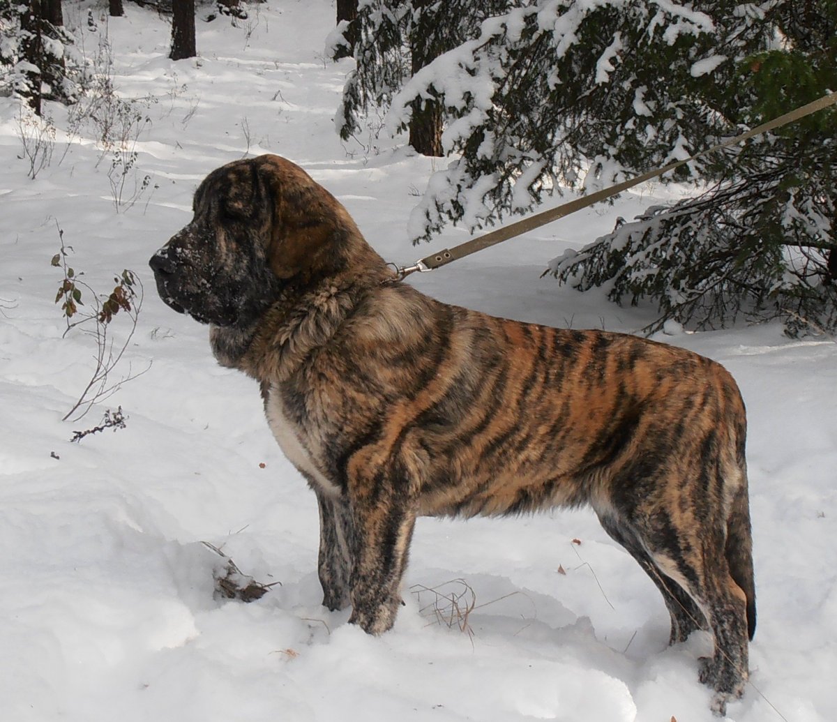 Собака Среднеазиатская овчарка алабай