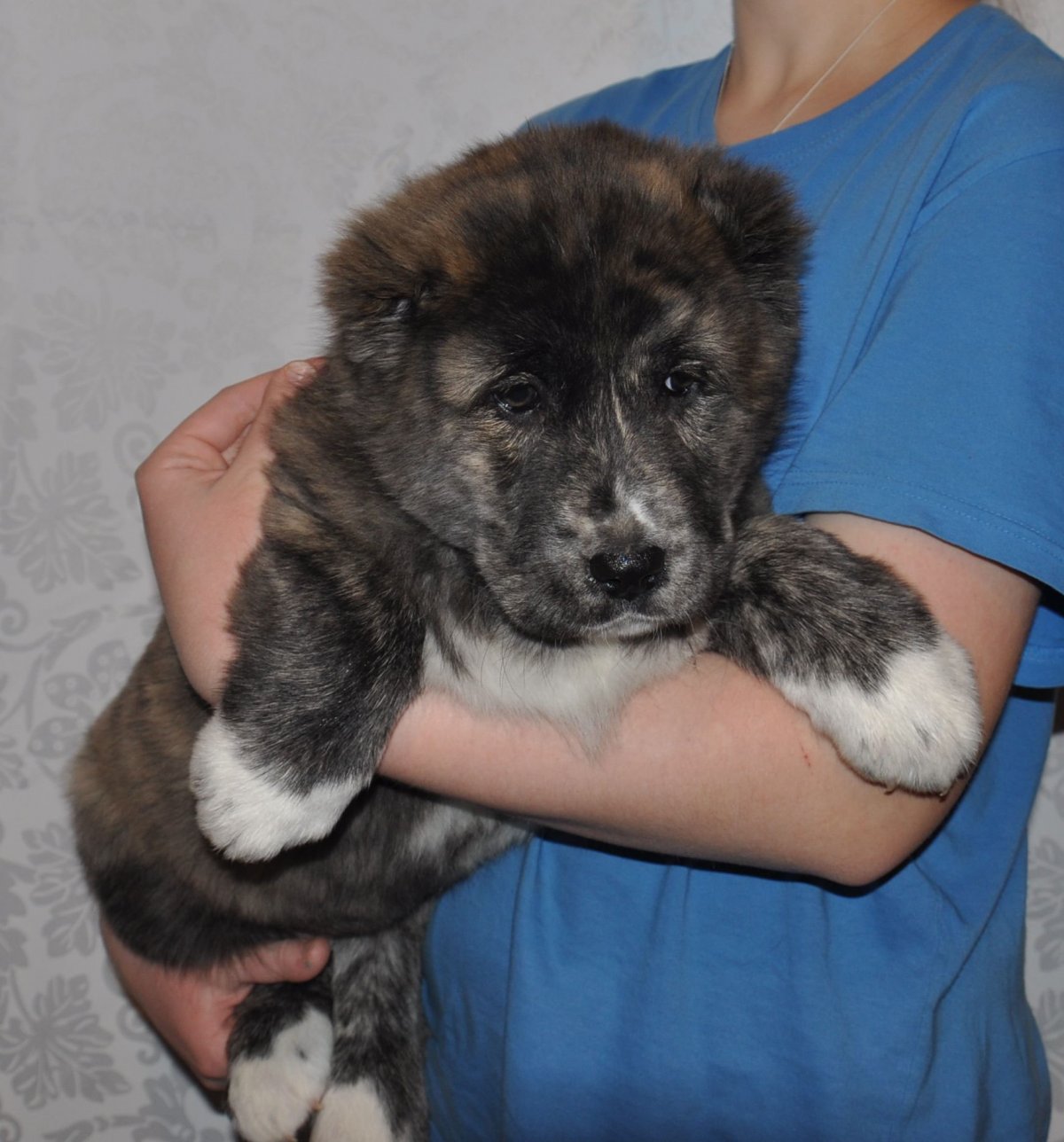 Восточно Европейский алабай