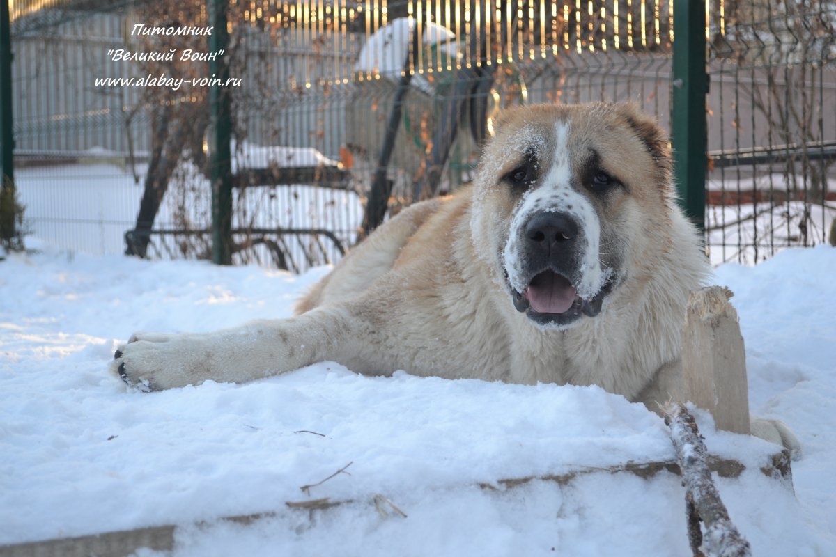 Тигровый алабай САО