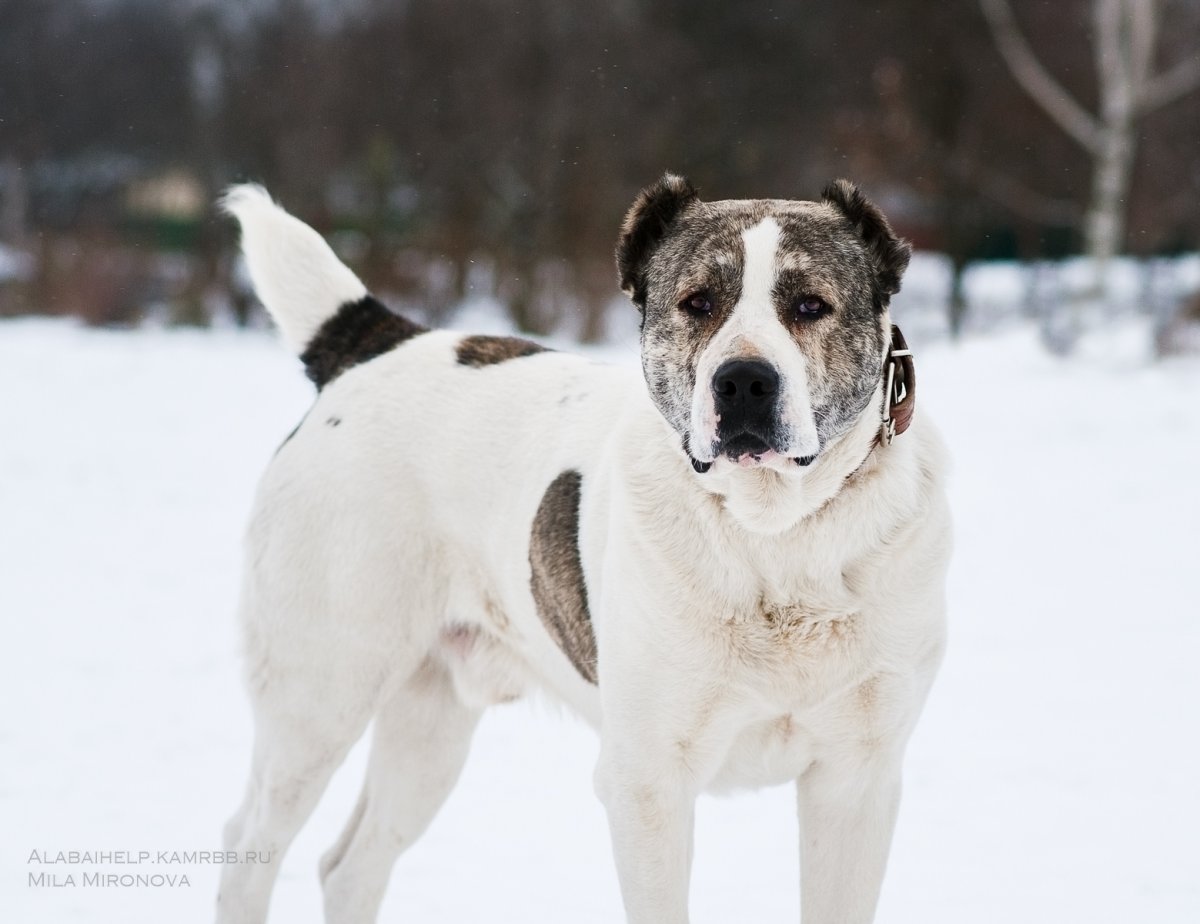 Сторожевая Среднеазиатская овчарка