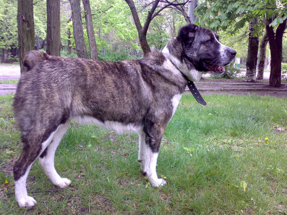 Азиат собака фото окрас тигровый мишка