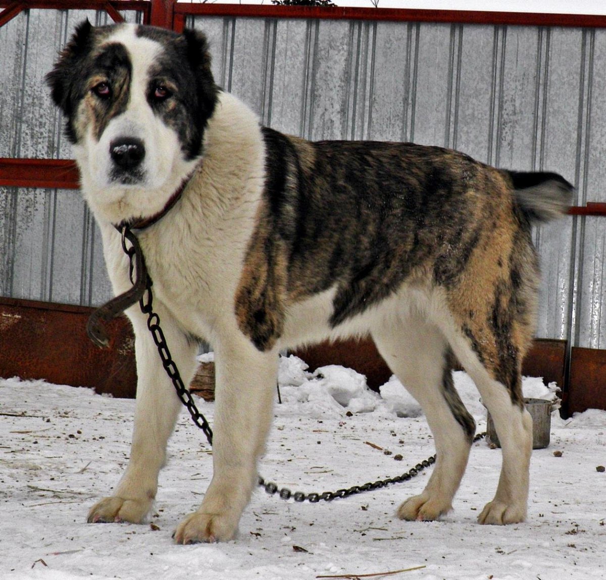 Собака Среднеазиатская овчарка алабай