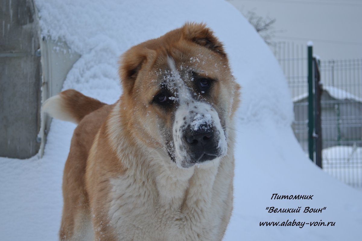 Амир Среднеазиатская овчарка