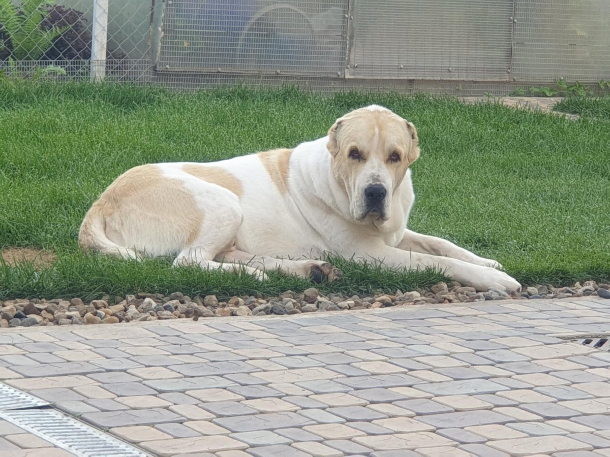 Тигровый алабай в снегу