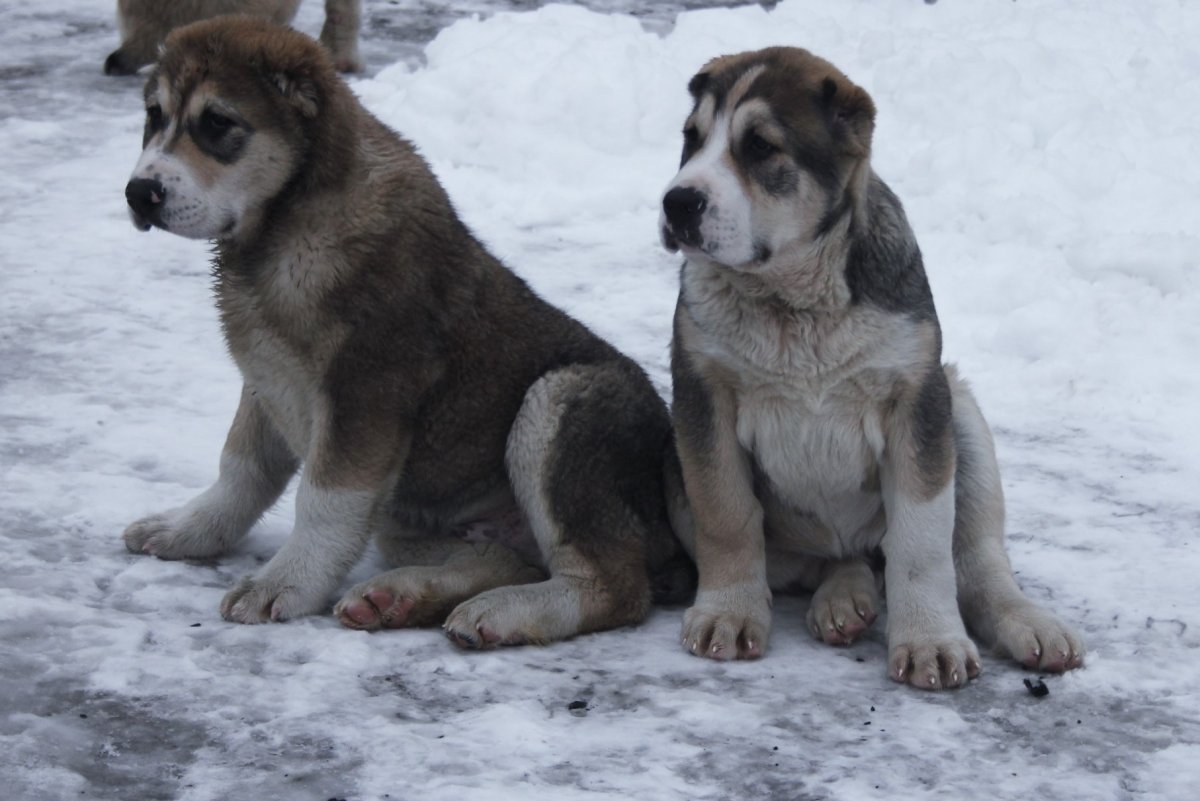САО овчарка алабай
