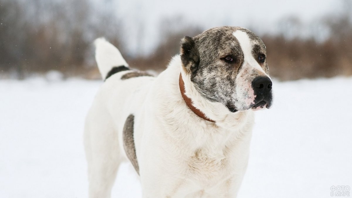 Алабай коричневый