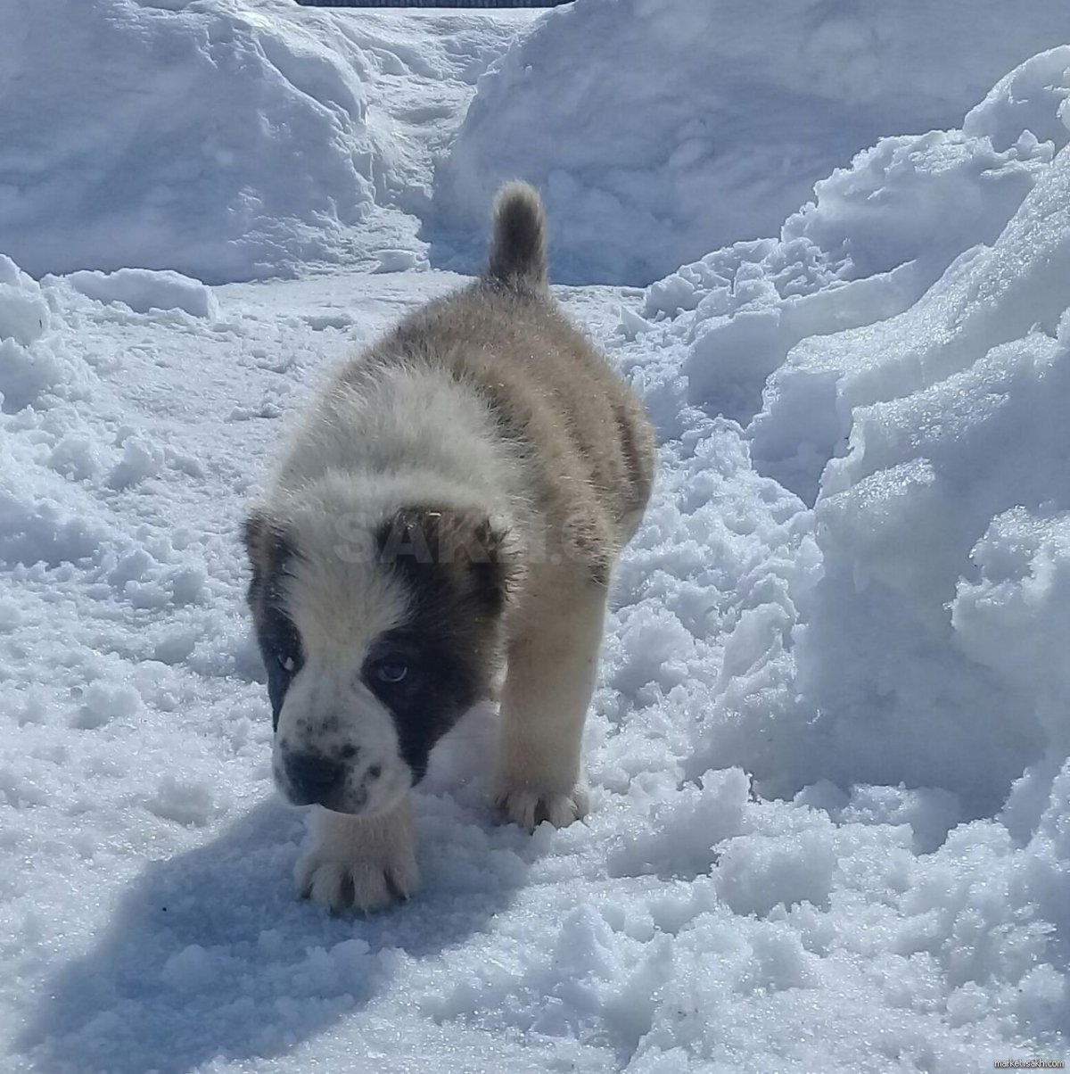 Помесь алабая и волка