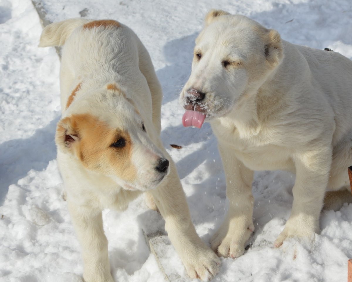 Имя для собаки мальчика алабая