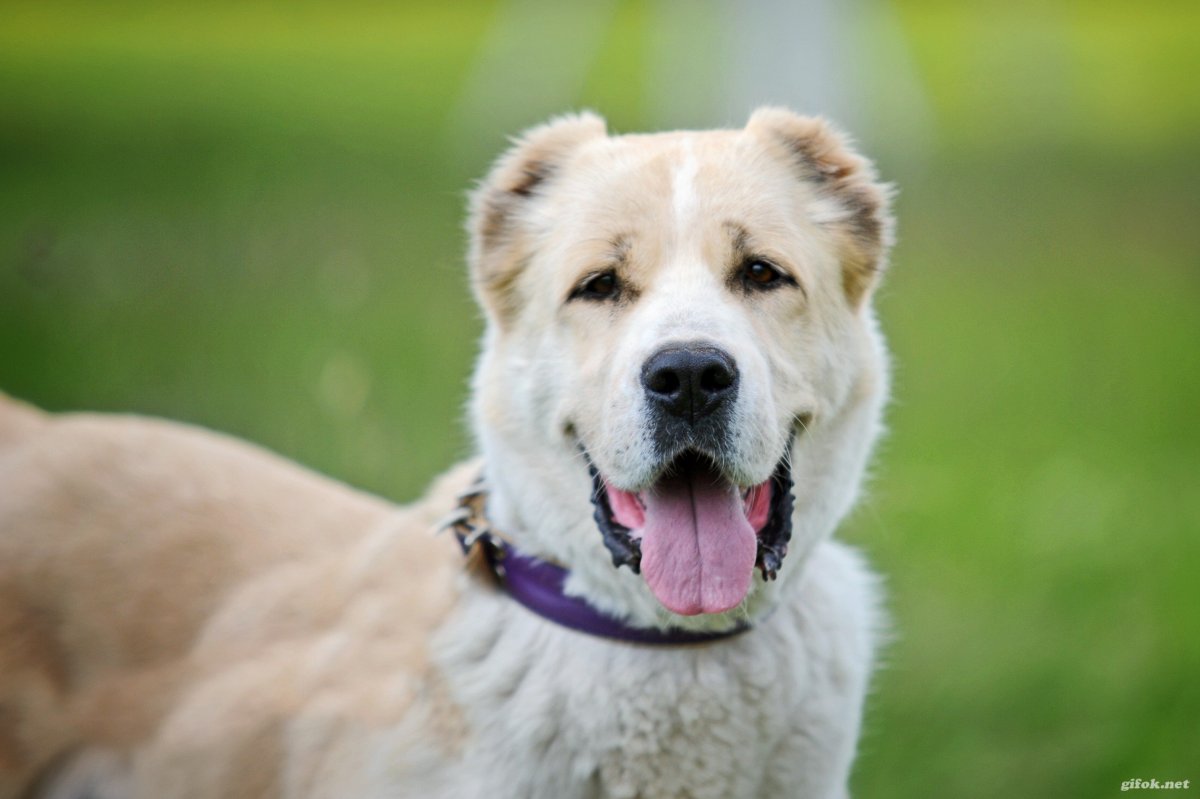 Королевский алабай