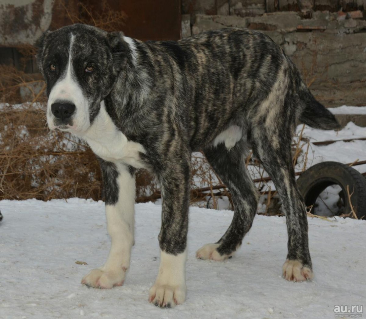 Тигровый турецкий кангал