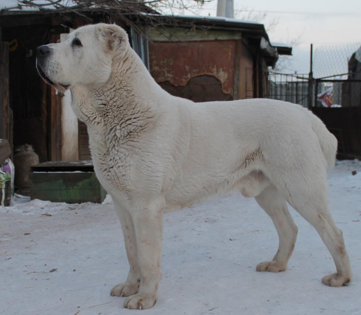 Афганская бойцовская собака