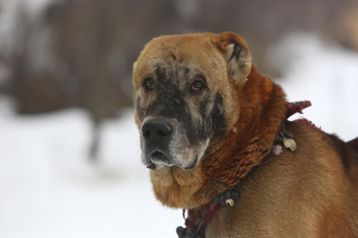 Овчарка купированы уши и хвост тигровый окрас