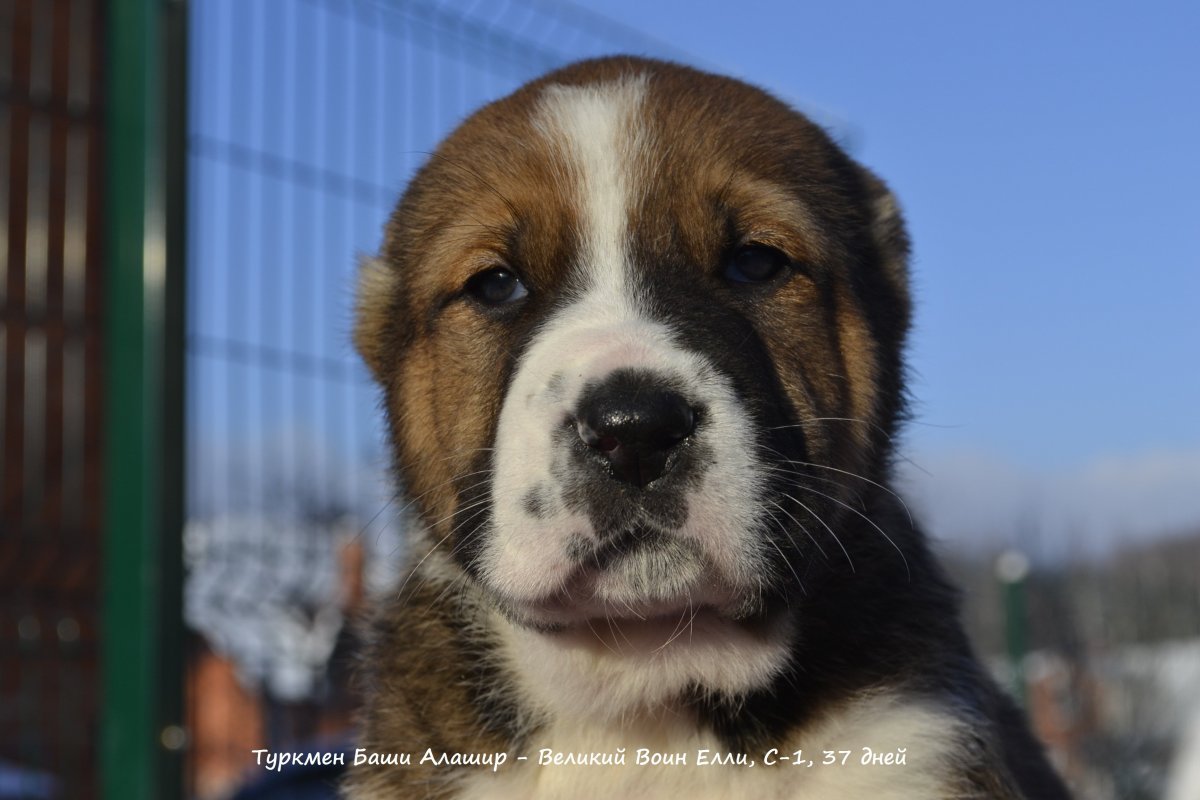 Бойцовые алабай