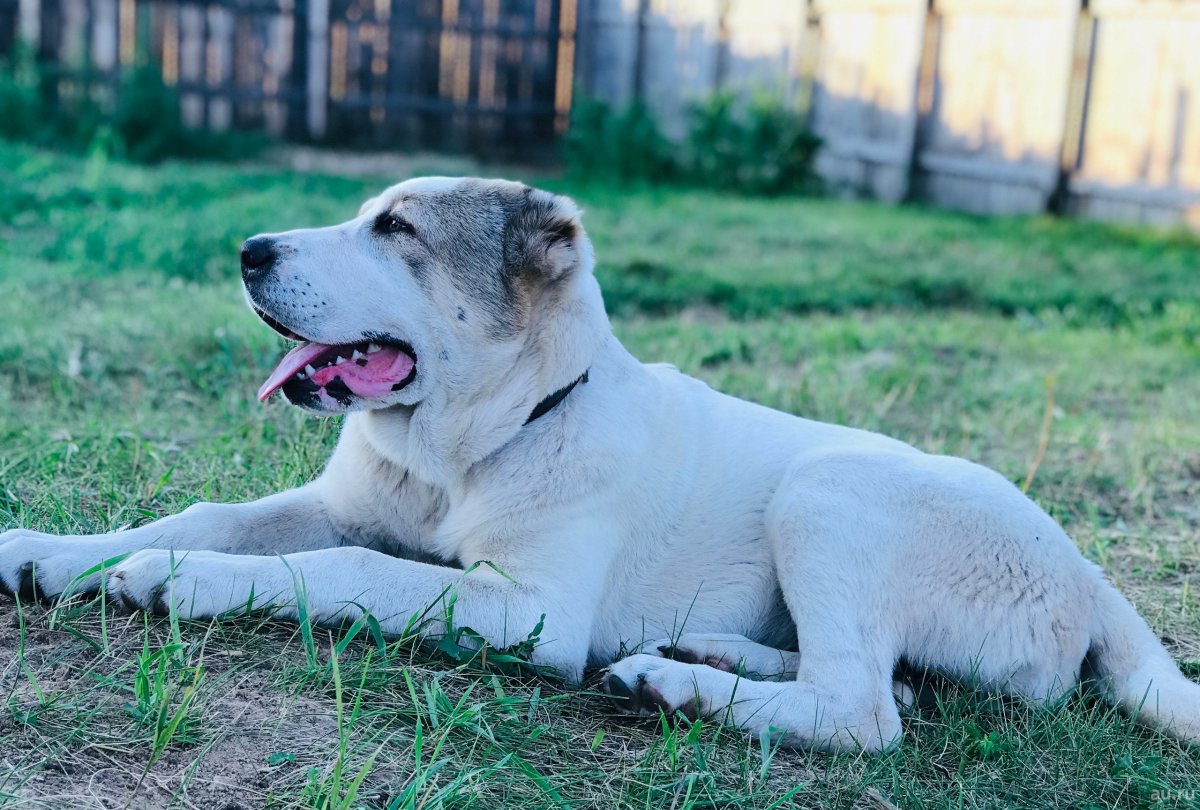 Алабай тигровый черный