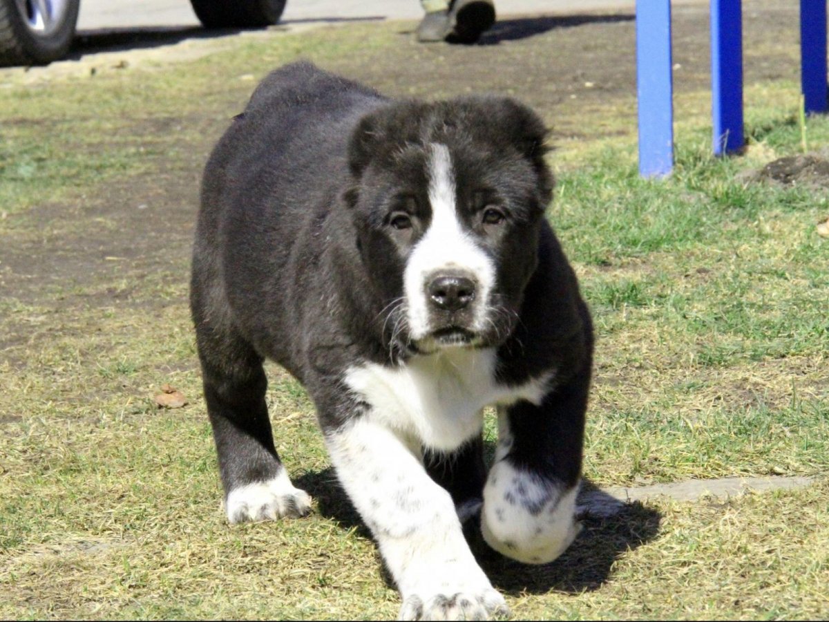 Алабай Хан дзен