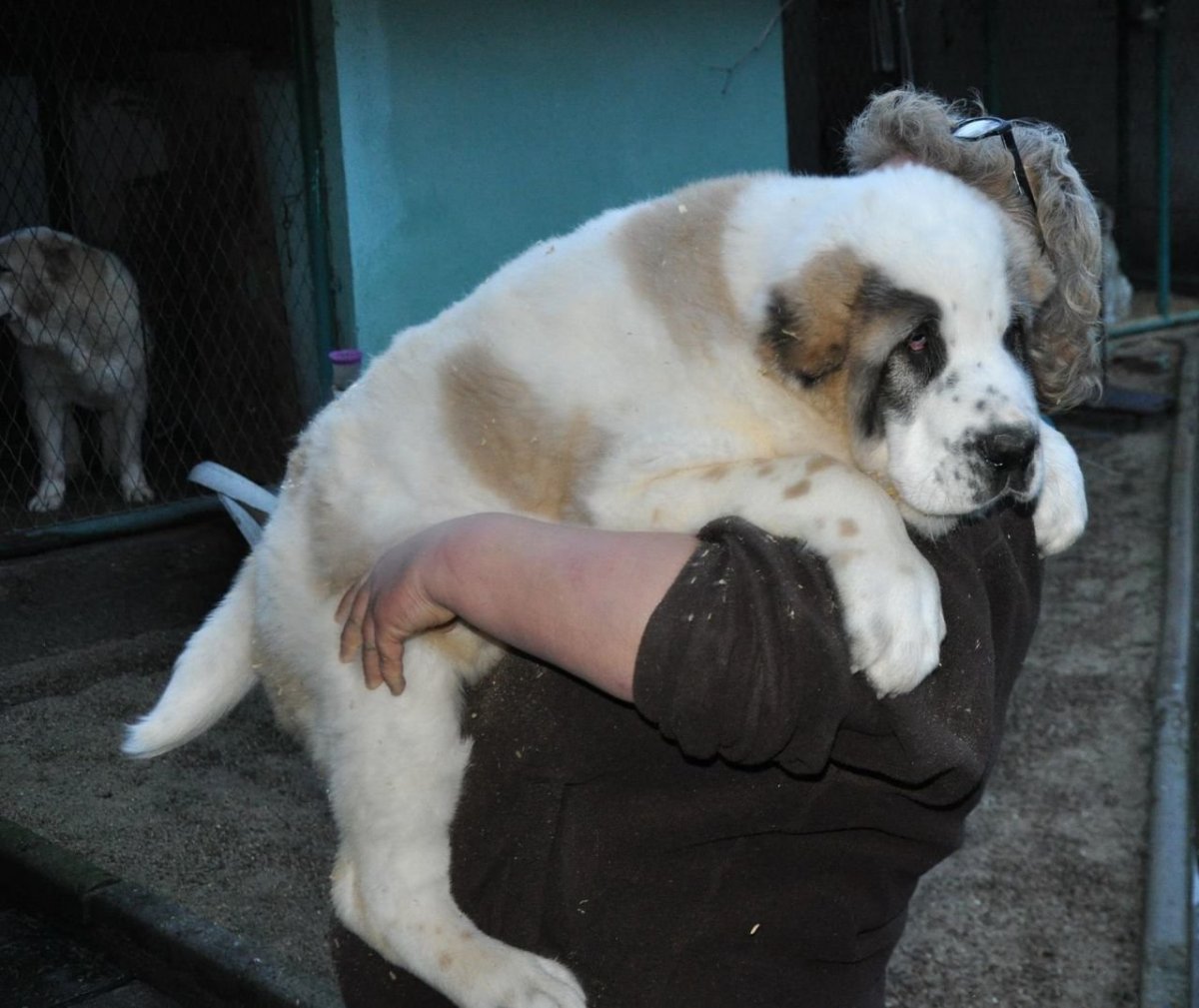 Туркменский алабай рыжий
