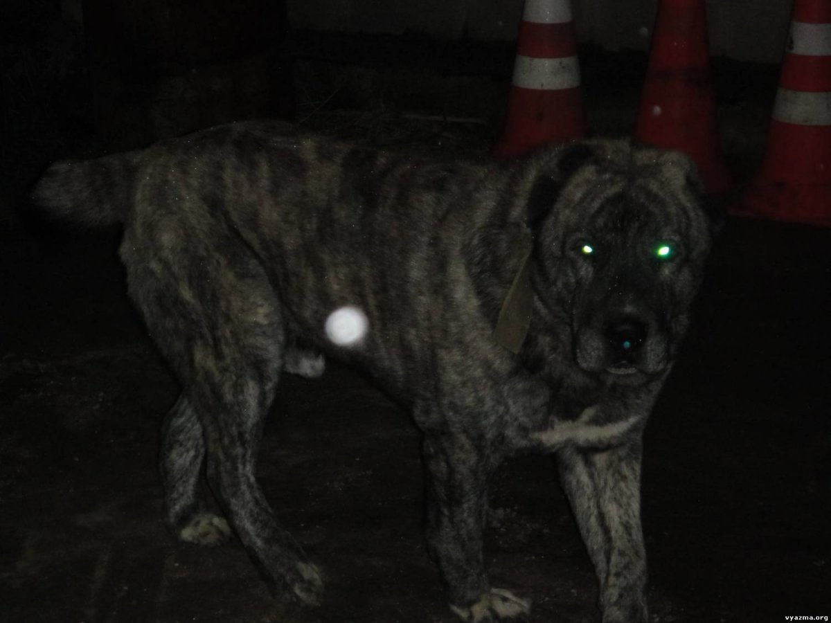 Собака кангал в профиль