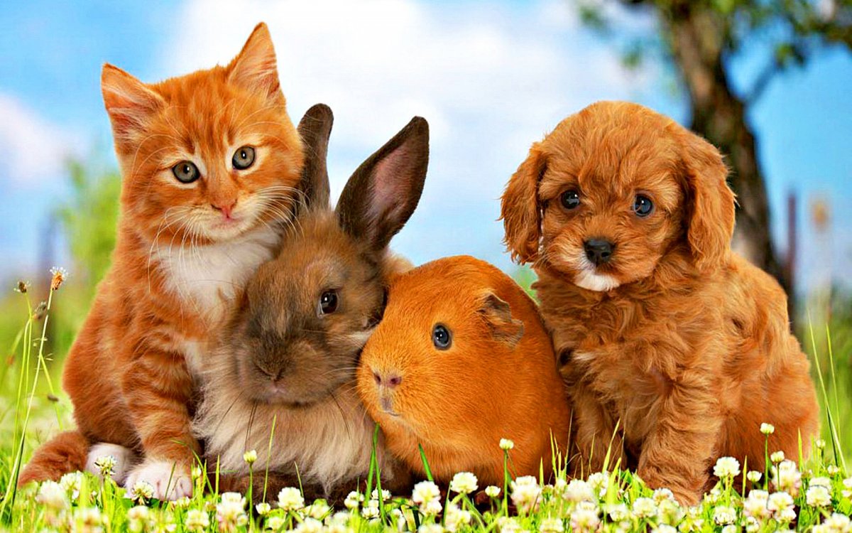 Домашние любимцы