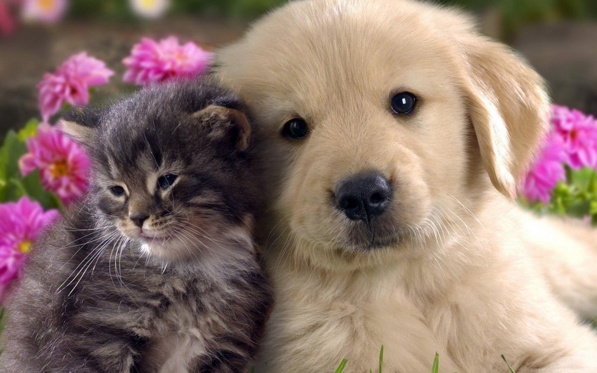 Котики и собачки