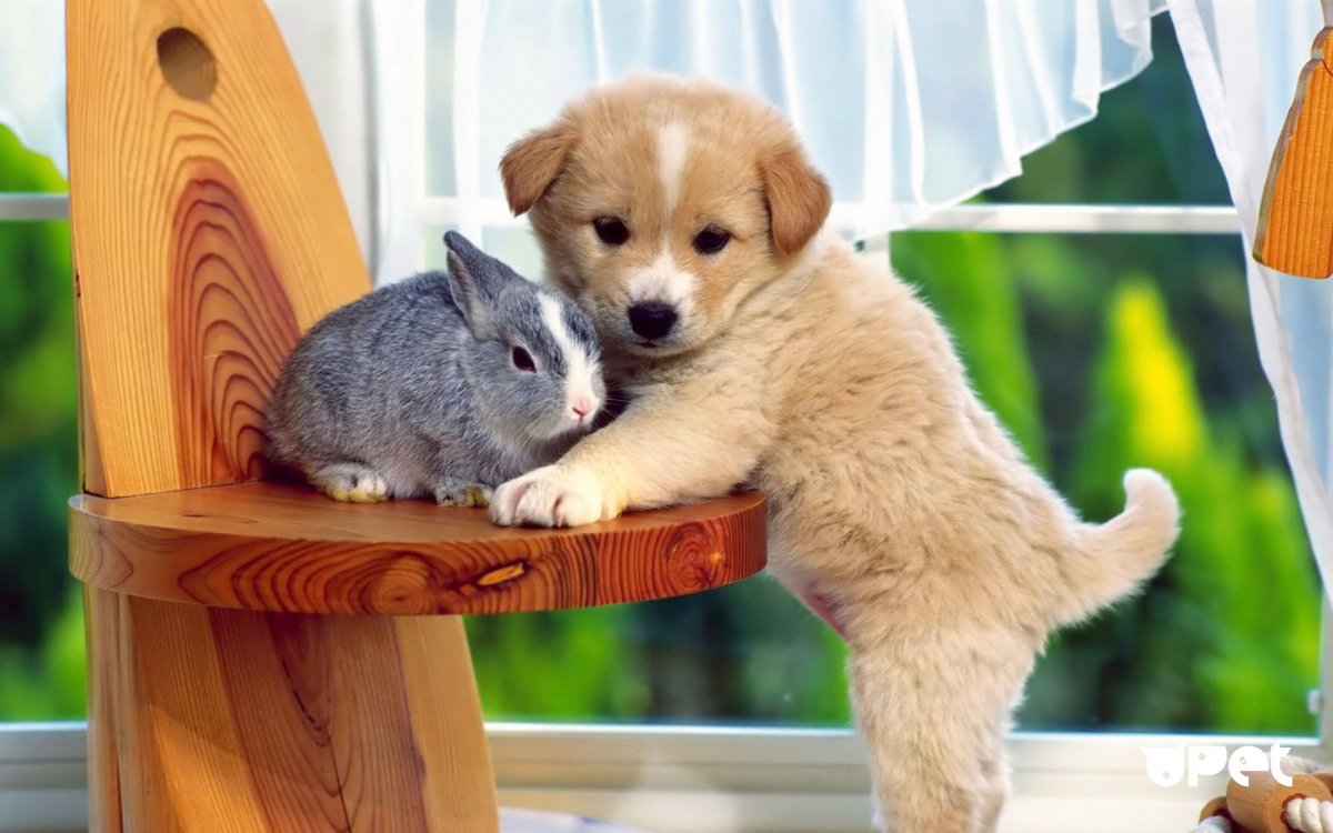 Щенок и котенок