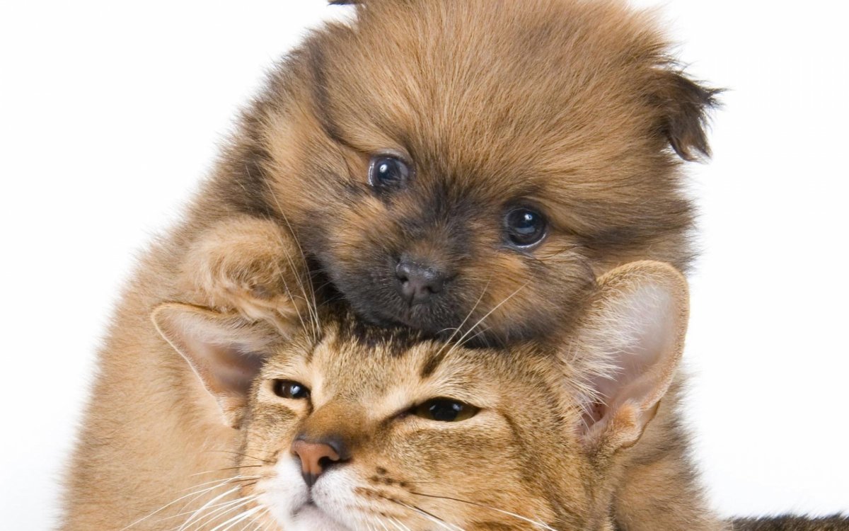 Кошки и собаки